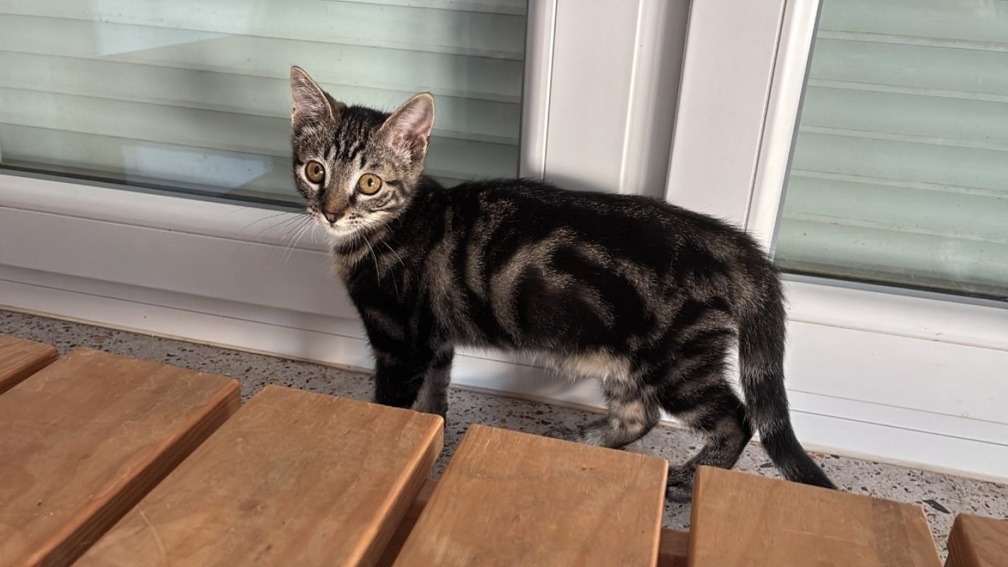 Uranus - Chat Européen à adopter
