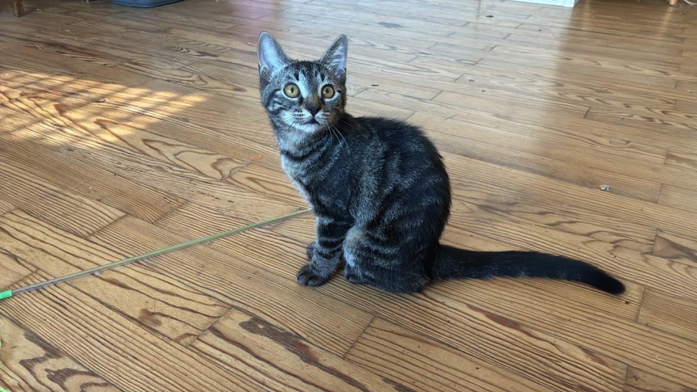 Berlin - Chat Européen à adopter