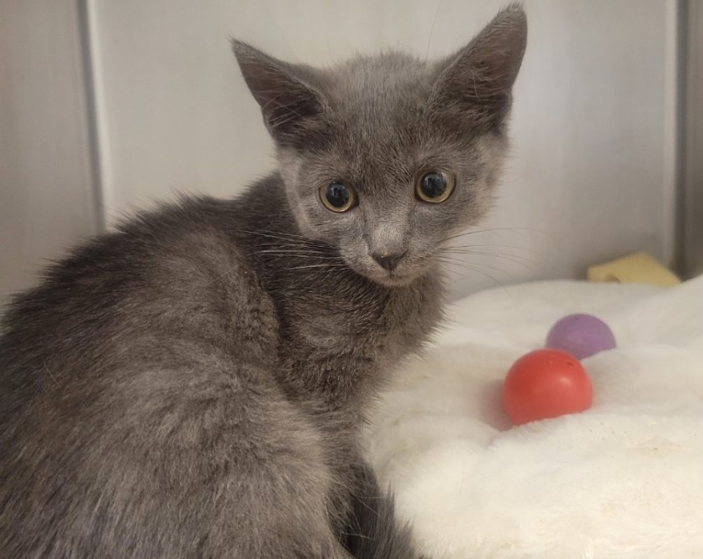 Panya - Chat Européen à adopter