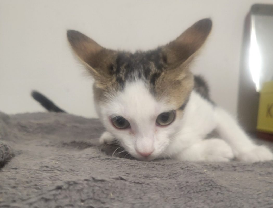 Minnie - Chat Européen à adopter