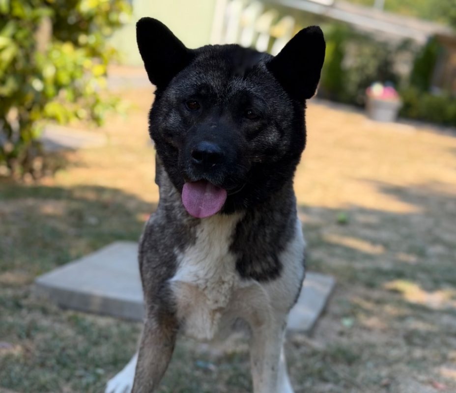 Betti - Chien à adopter
