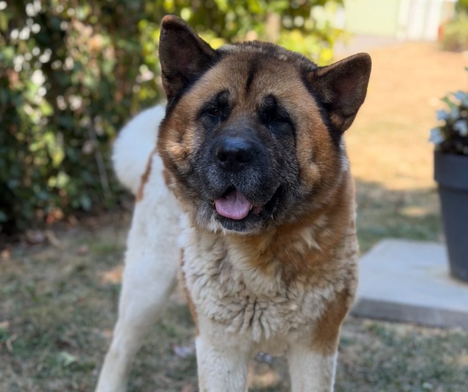 Sky - Chien à adopter