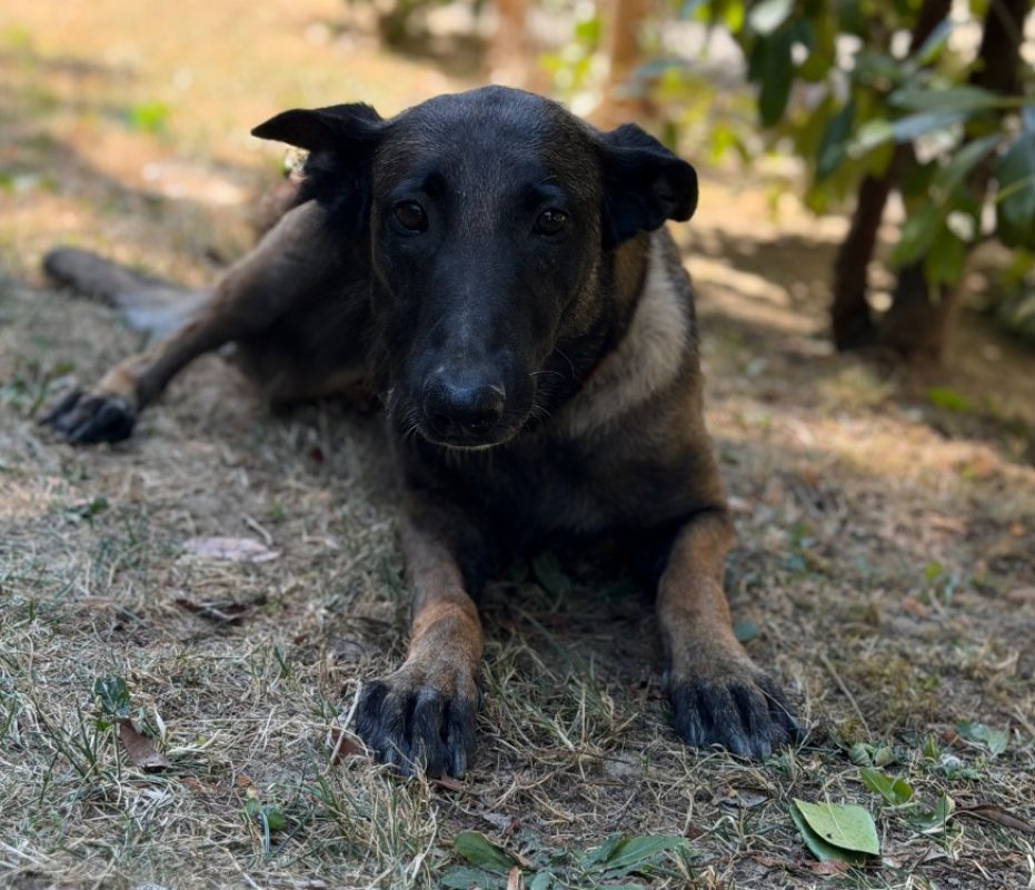 Saly - Chien Berger Belge Malinois à adopter