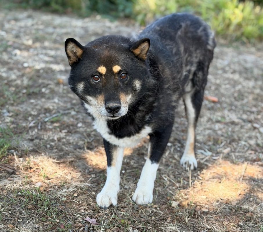 Rio - Chien à adopter