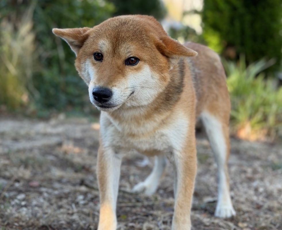 Sesame - Chien à adopter