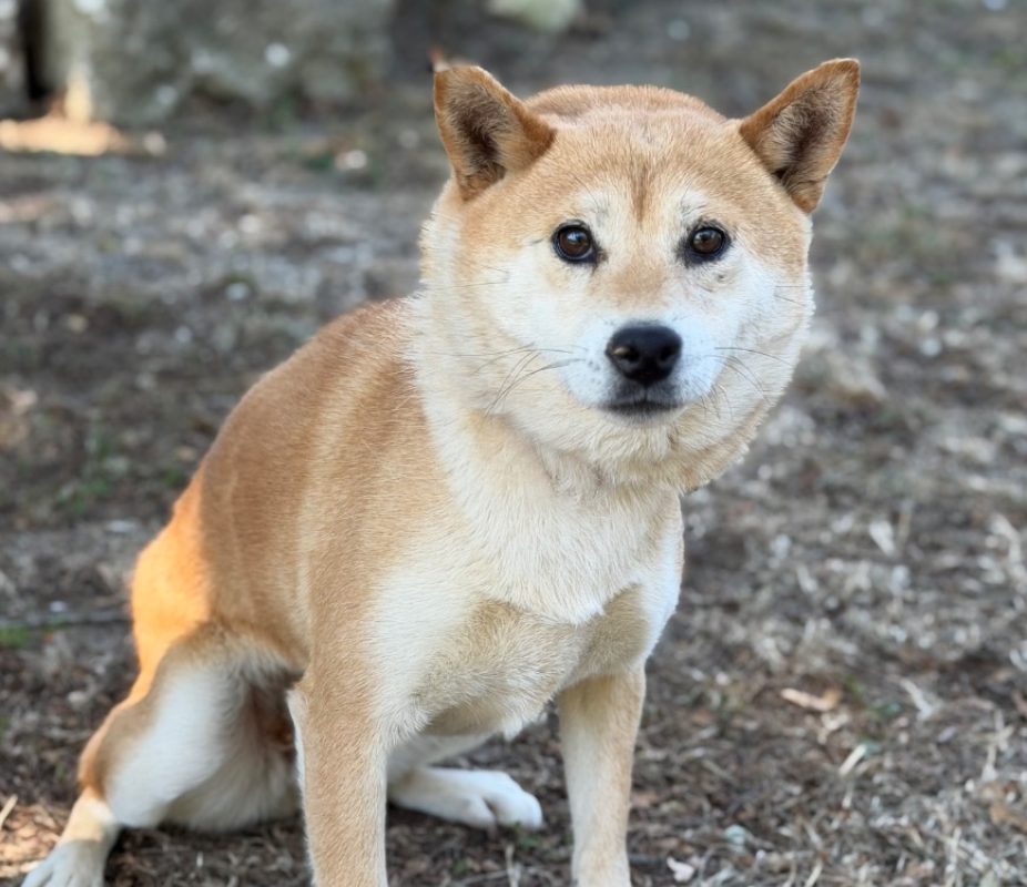 Tais - Chien à adopter