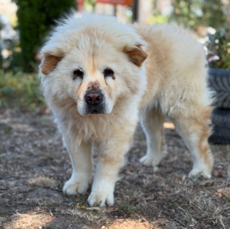 Chaucho - Chien Chow Chow à adopter