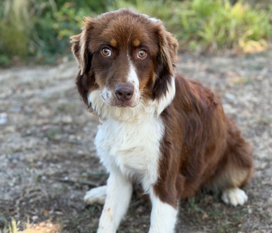 Lisa - Chien à adopter