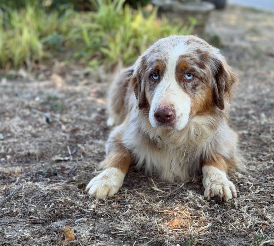 Shadow - Chien à adopter