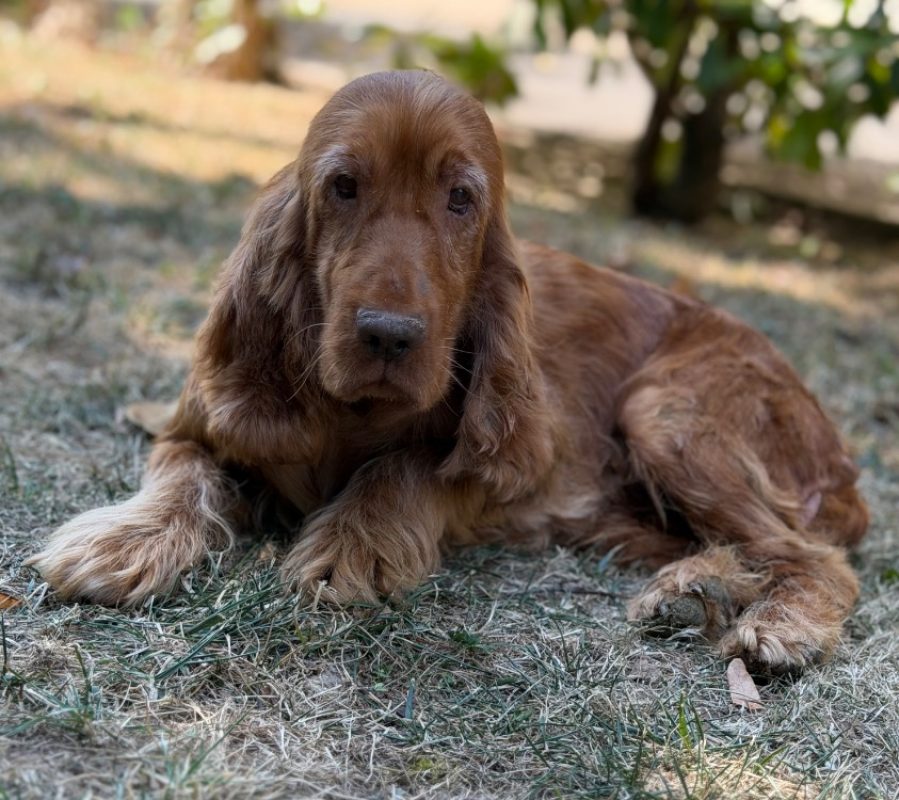 Tagliatelle - Chien à adopter