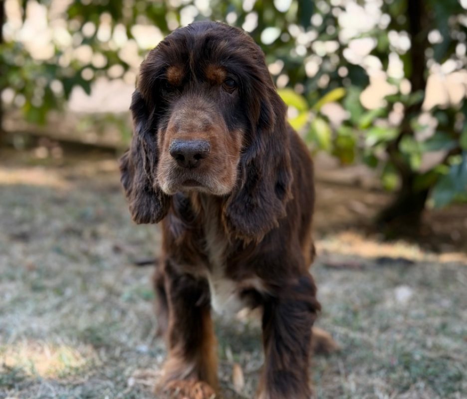 Ruby - Chien à adopter