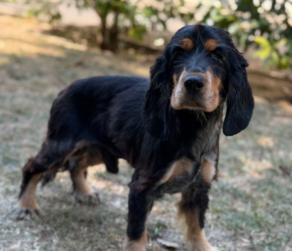 Hugo - Chien à adopter