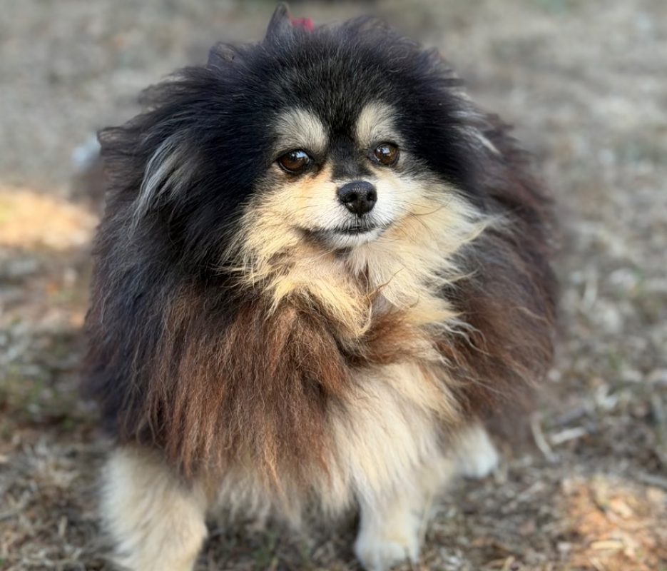 Pamela - Chien Spitz Allemand à adopter
