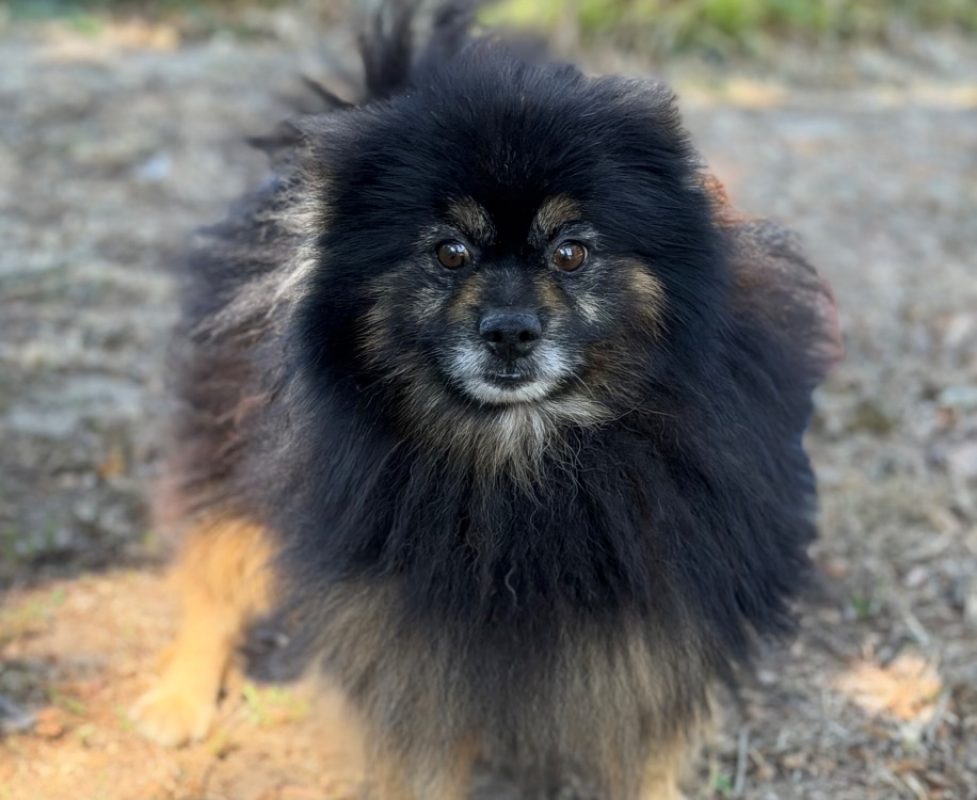 Pedro - Chien Spitz Allemand à adopter