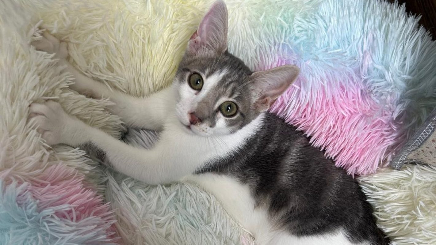 Zorro - Chat Européen à adopter