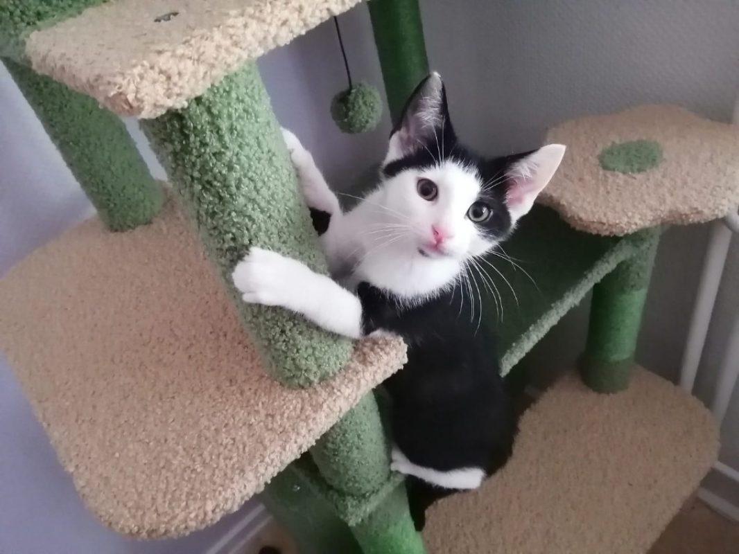 Chamallow - Chat Européen à adopter