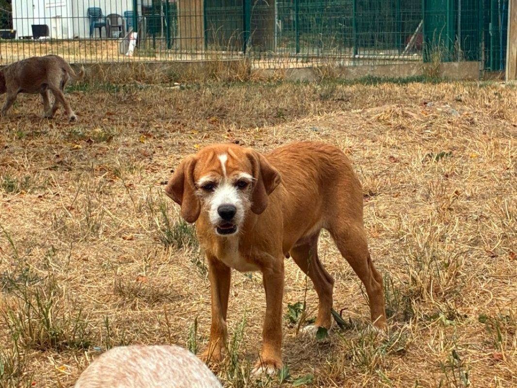 Fanantenana - Chien Beagle à adopter