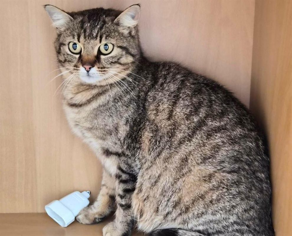 Maya - Chat Européen à adopter