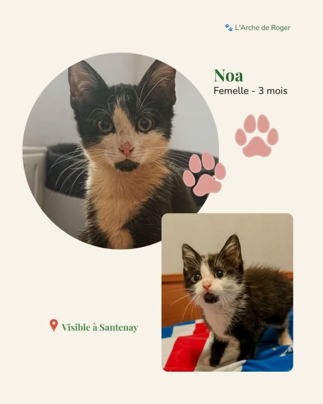 Noa - Chat Européen à adopter