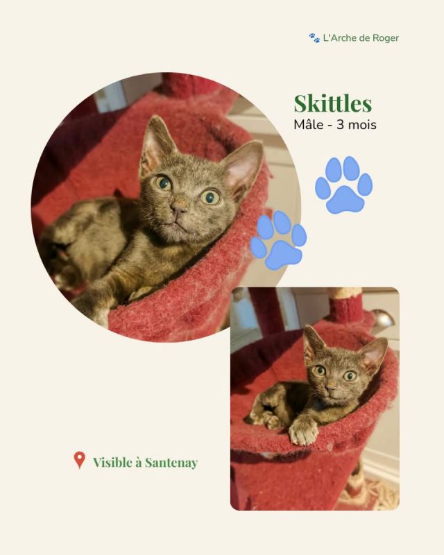 Skittles - Chat à adopter