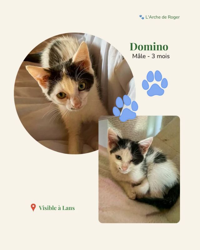 Domino - Chat à adopter