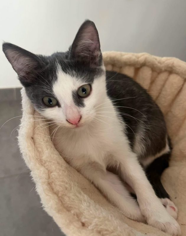 Luna - Chat à adopter - photo 8