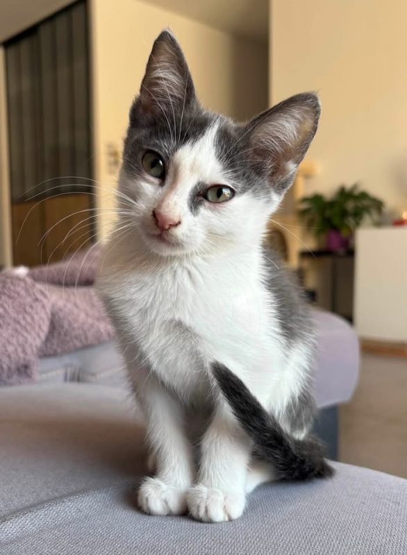 Luna - Chat Européen à adopter