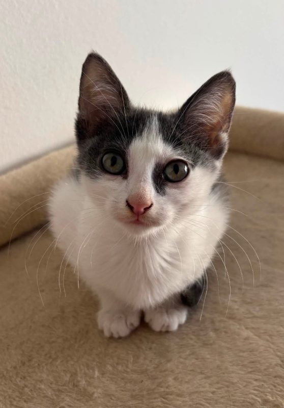 Luna - Chat Européen à adopter - photo 2