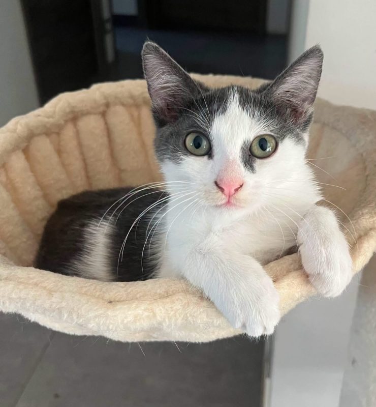 Luna - Chat à adopter