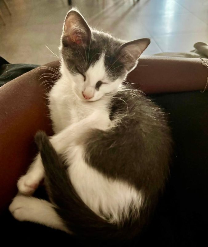 Luna - Chat Européen à adopter - photo 5