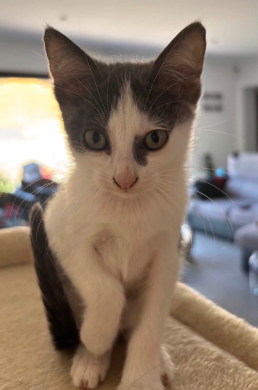 Luna - Chat Européen à adopter - photo 3