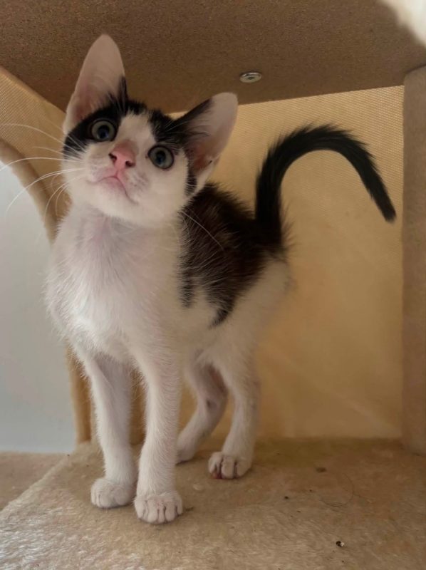 Luna - Chat Européen à adopter - photo 4