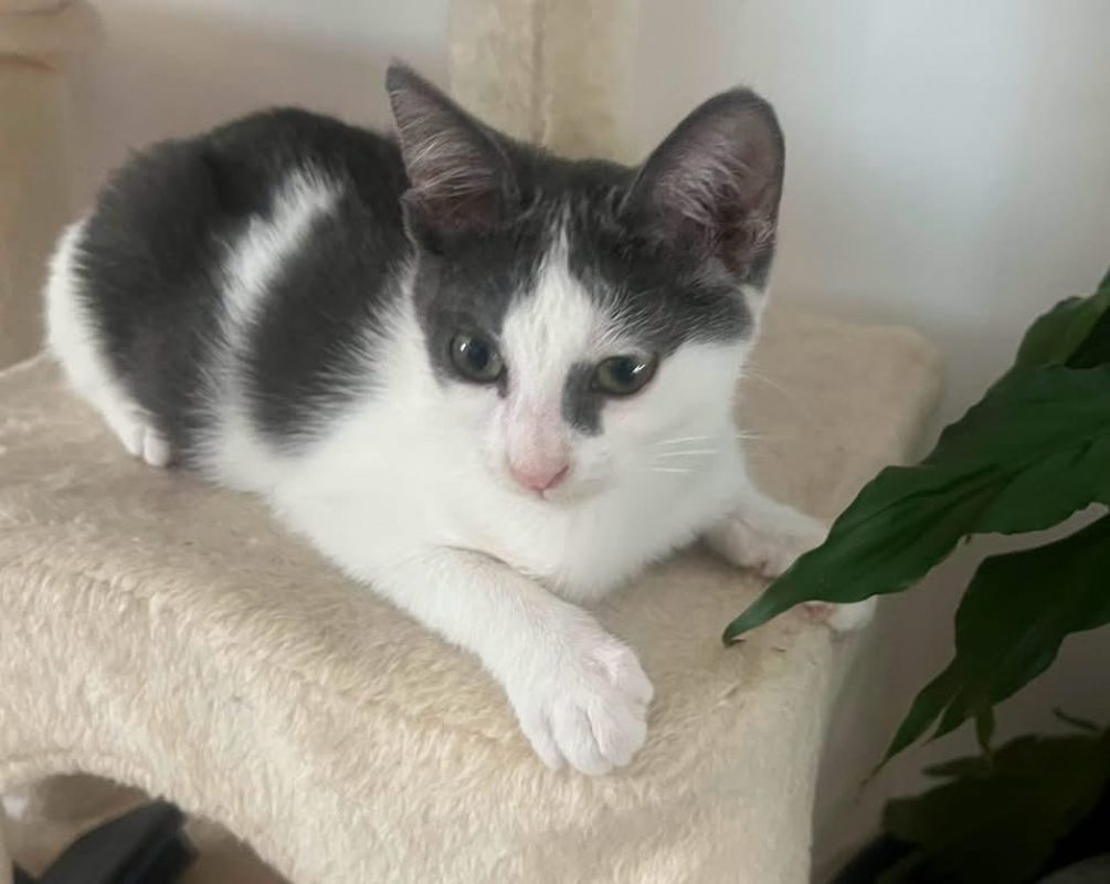 Luna - Chat à adopter - photo 7