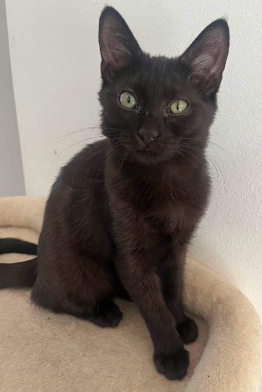 TYA - Chat Européen à adopter - photo 3