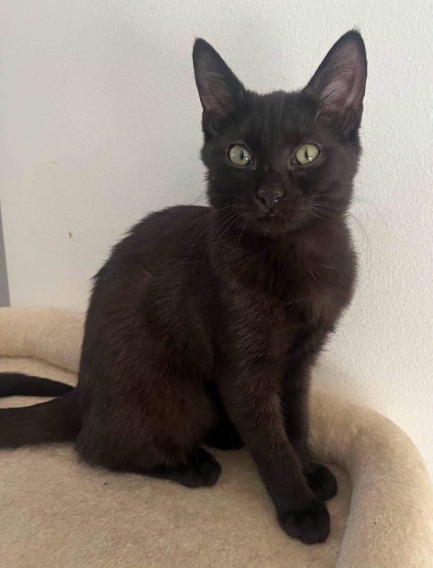 TYA - Chat Européen à adopter