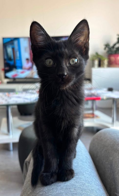 TYA - Chat Européen à adopter - photo 5