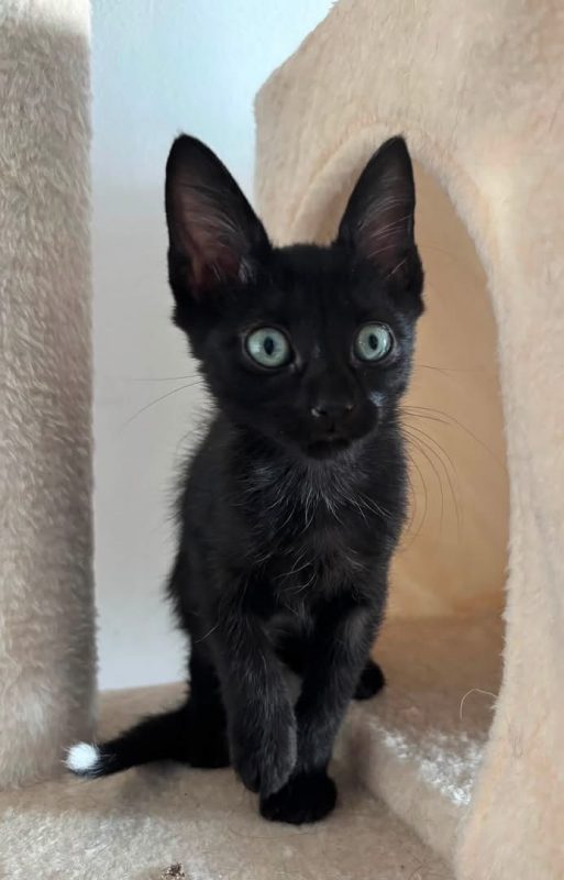 TYA et LYA - Chat Européen à adopter