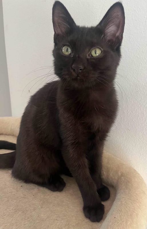TYA - Chat Européen à adopter - photo 4