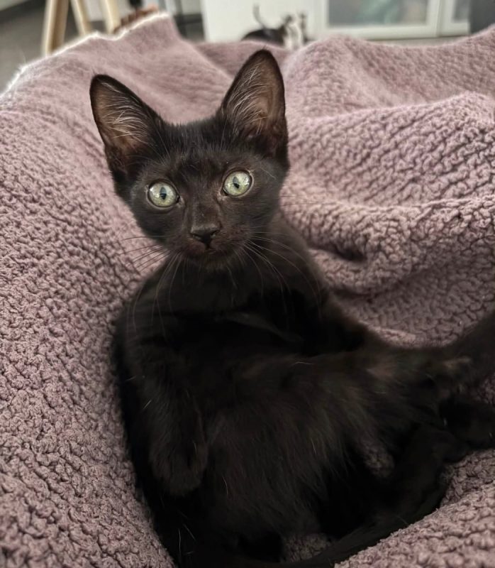 TYA et LYA - Chat Européen à adopter - photo 2