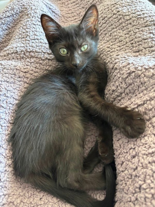 TYA et LYA - Chat Européen à adopter - photo 4