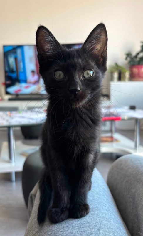 TYA et LYA - Chat Européen à adopter - photo 3