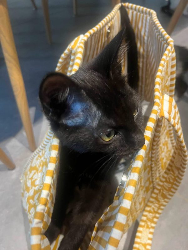 TYA - Chat Européen à adopter - photo 2