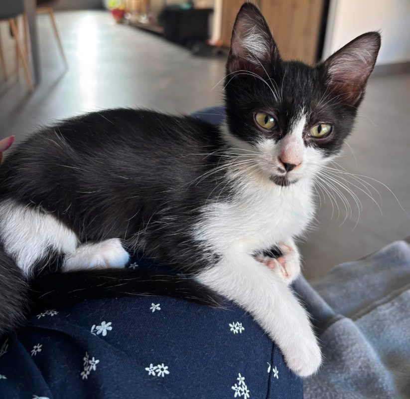 MIA - Chat Européen à adopter - photo 3