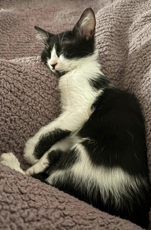 MIA - Chat Européen à adopter - photo 2