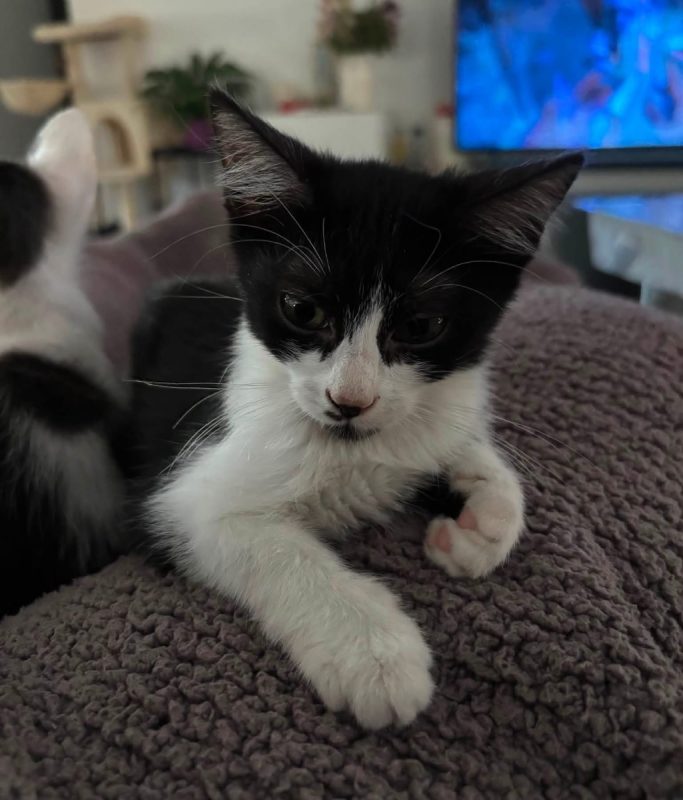 MIA - Chat Européen à adopter