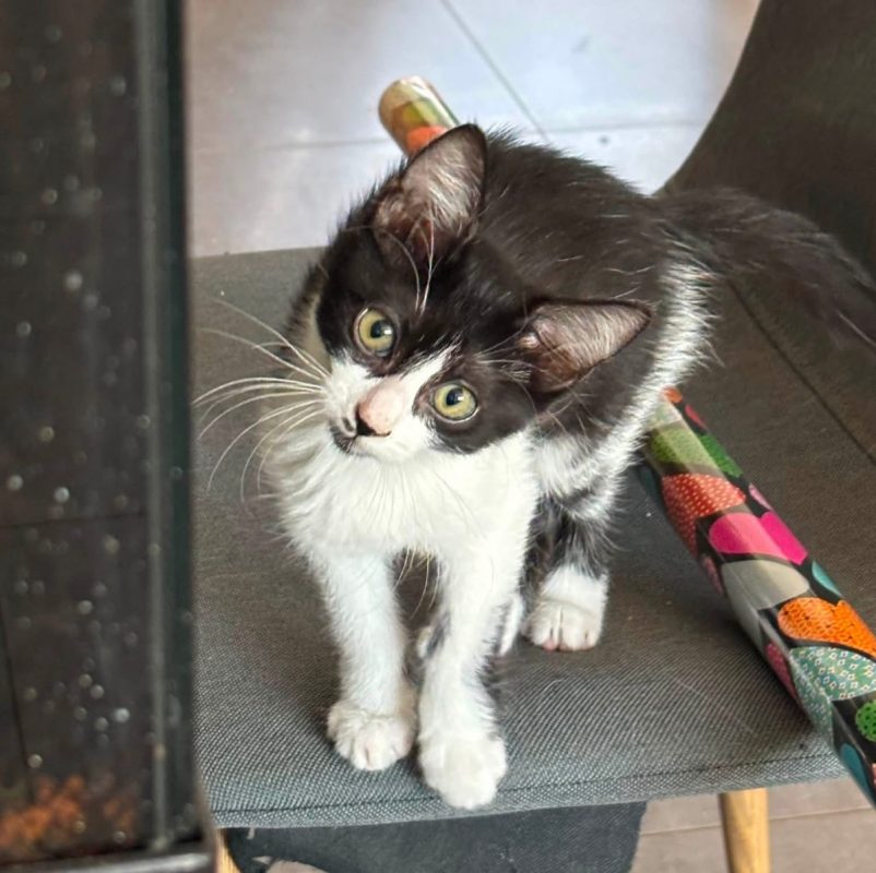 MIA - Chat Européen à adopter - photo 4