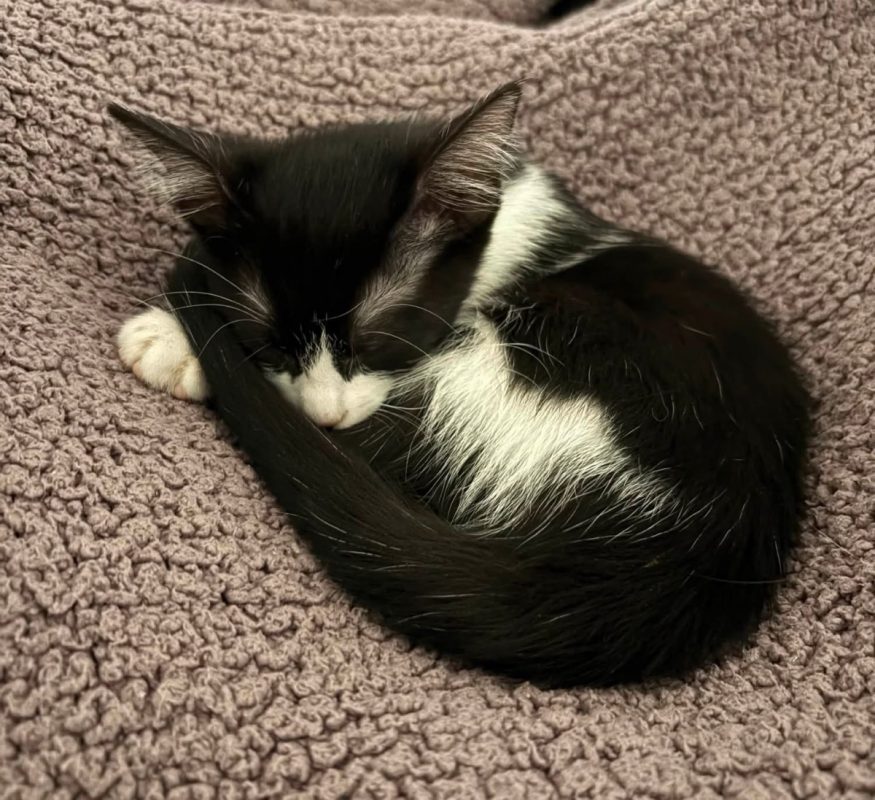 MIA - Chat Européen à adopter - photo 5