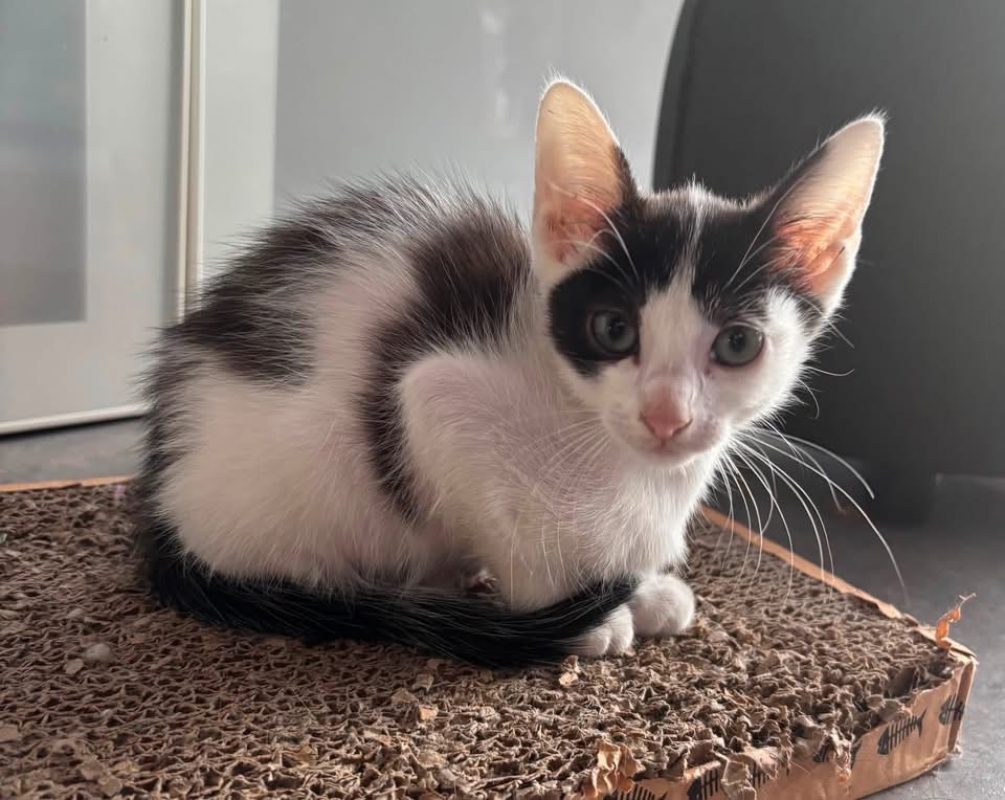MILA - Chat Européen à adopter - photo 2