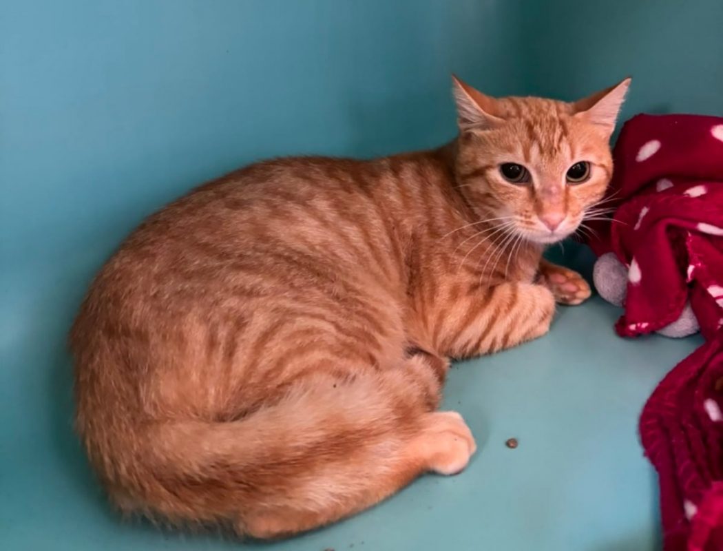 Huuugues - Chat Européen à adopter
