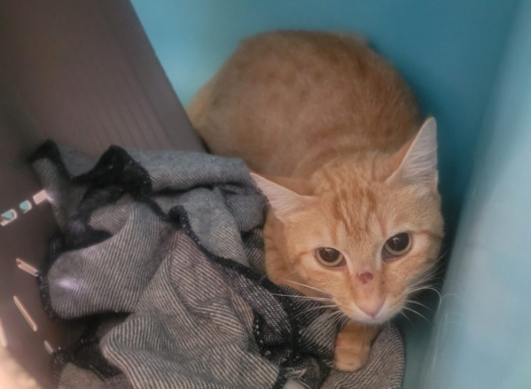 Huuugues - Chat Européen à adopter - photo 2